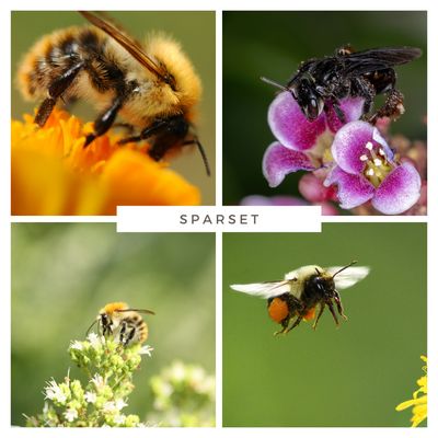 Sparset - Top 10 Wildbienen Pflanzen