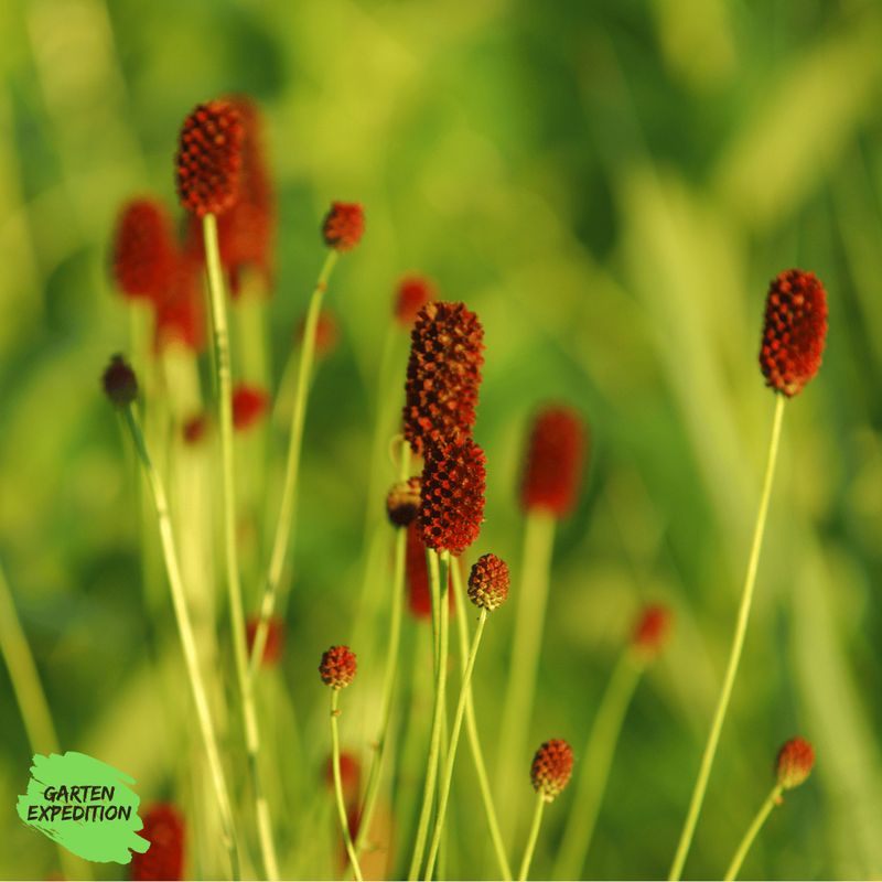 Großer Wiesenknopf (Sanguisorba officinalis)