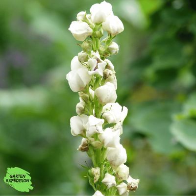 Schwarze Königskerze (Verbascum nigrum) - Sorte: Album (weißblühend) Schwarze Königskerze (Verbascum nigrum) - Sorte: Album (weißblühend)