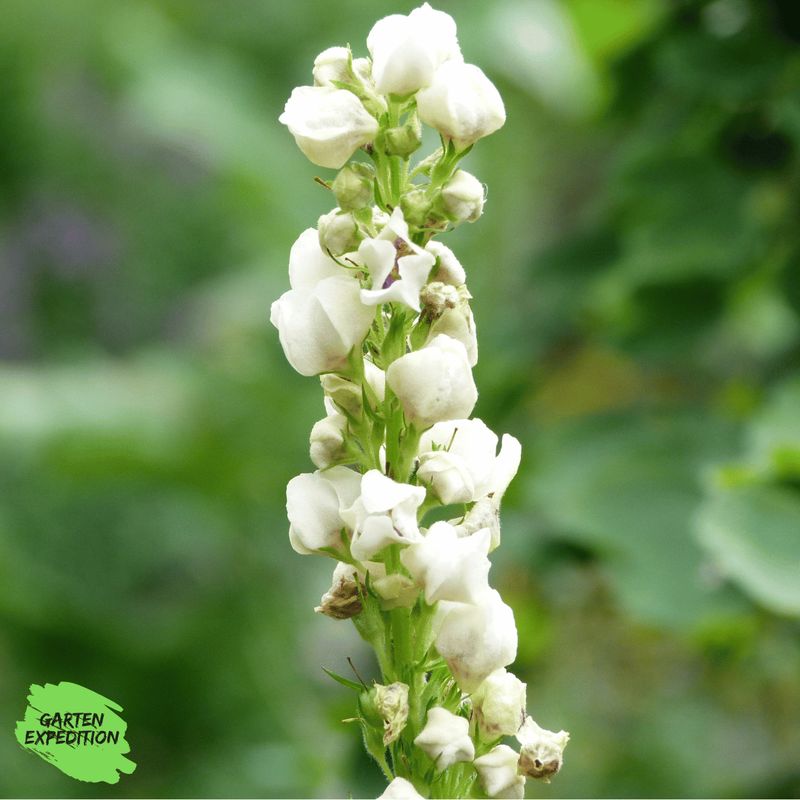 Schwarze Königskerze  (Verbascum nigrum) - Sorte: Album (weißblühend)
