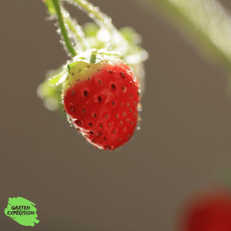 Moschus-Erdbeere - Sorte: Profumata di Tortona (Fragaria moschata)