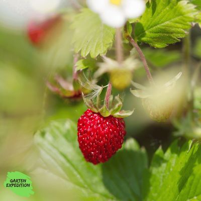 Wald-Erdbeere (Fragaria vesca var. vesca)
