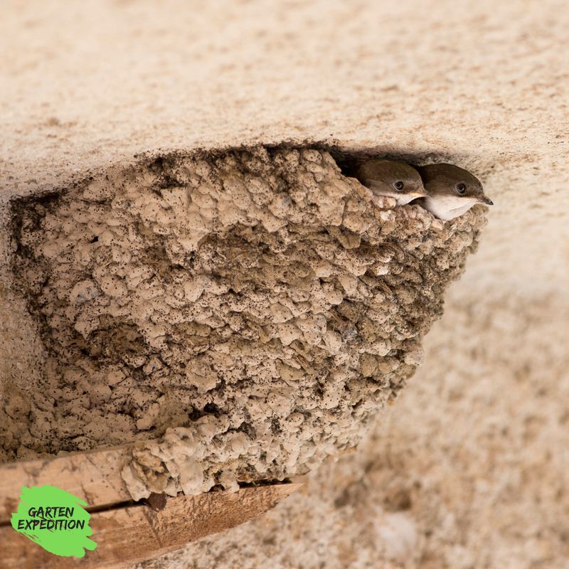Lehm für Schwalbennester - Nisthilfe Lehm für Schwalbennester - Nisthilfe