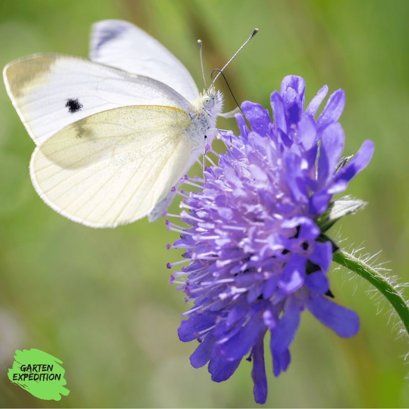 Acker-Witwenblume (Knautia arvensis)