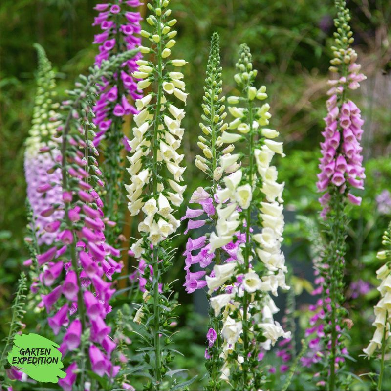 Roter Fingerhut (Digitalis purpurea) - Farbmix