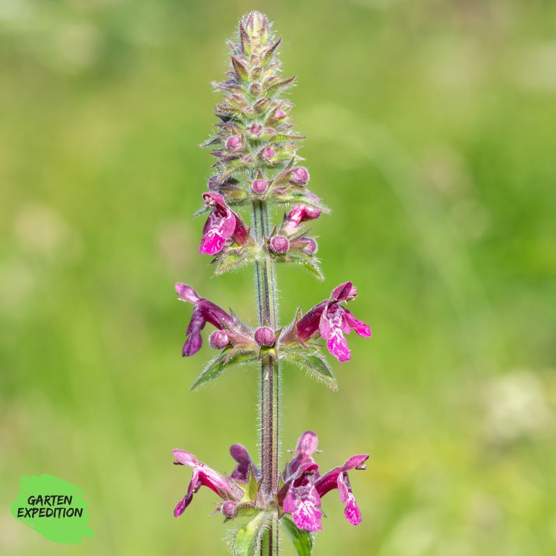 Wald-Ziest - Waldblume