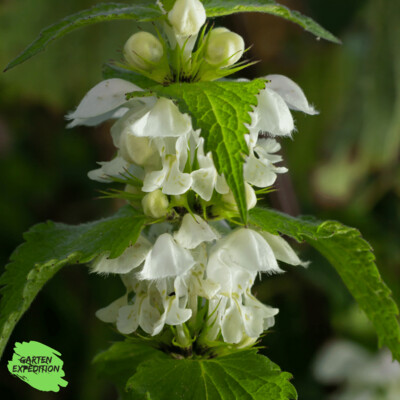 Weiße Taubnessel (Lamium album) Weiße Taubnessel (Lamium album)