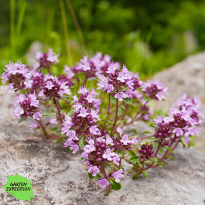 Breitblättriger Thymian (Thymus pulegioides)