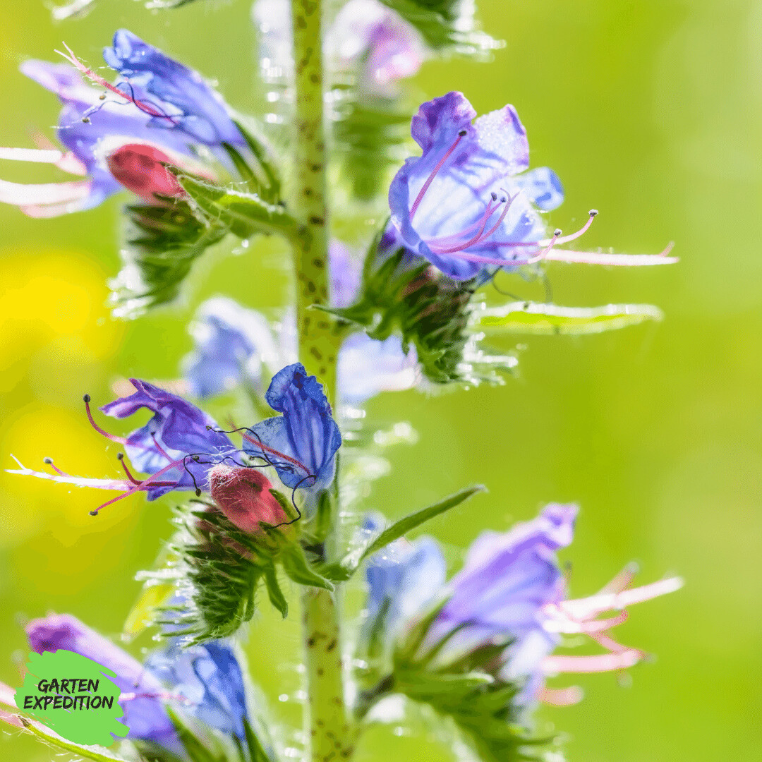 Gewöhnlicher Natternkopf (Echium vulgare)