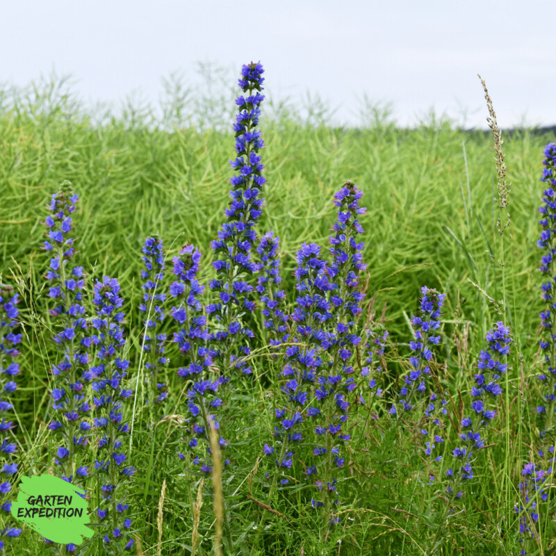 Gewöhnlicher Natternkopf (Echium vulgare)