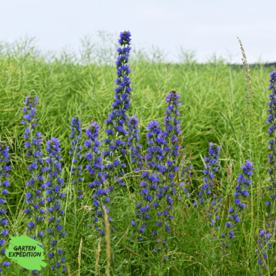 Gewöhnlicher Natternkopf (Echium vulgare)