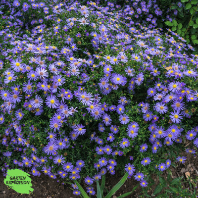 Berg Aster (Aster amellus)
