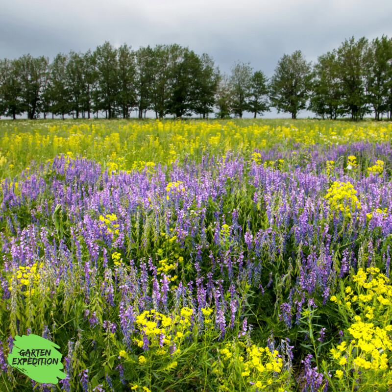 Vogel-Wicke (Vicia cracca)