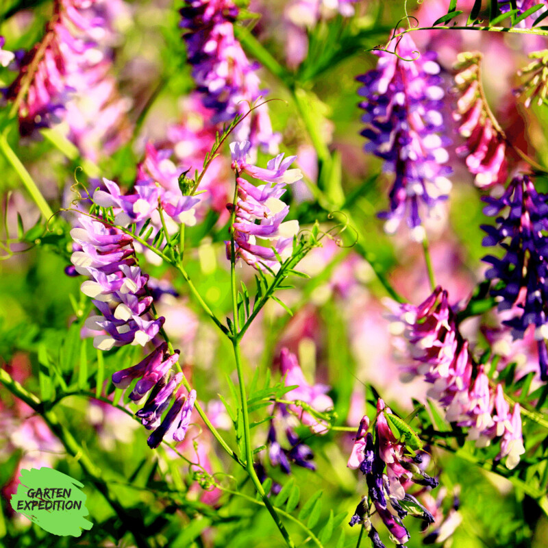 Vogel-Wicke (Vicia cracca)