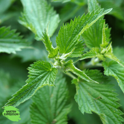 Brennnessel (Urtica dioica)