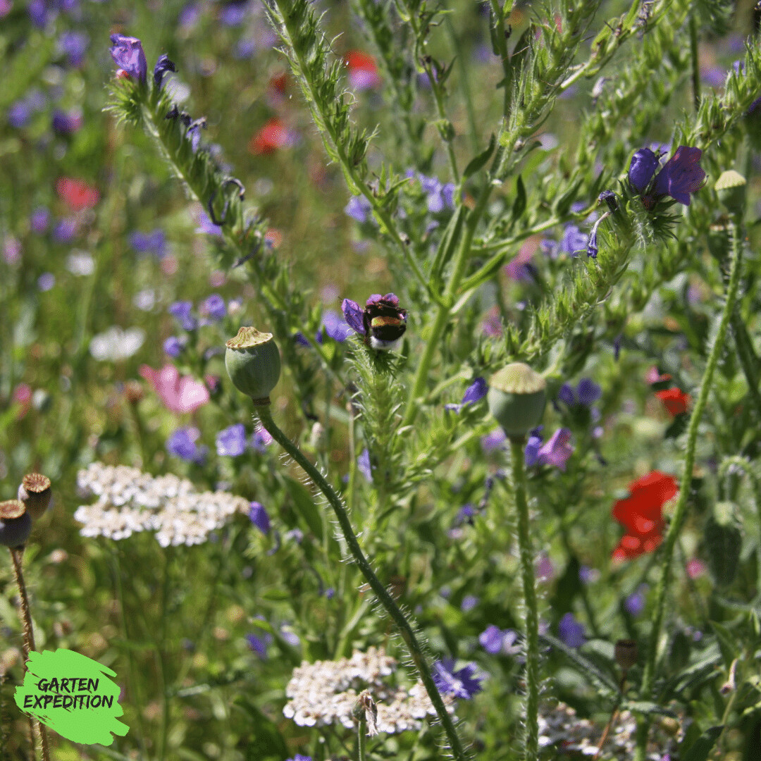 Schmetterlings- und Wildbienensaum