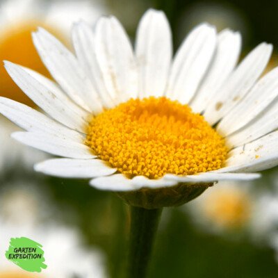 Acker-Hundskamille (Anthemis arvensis)