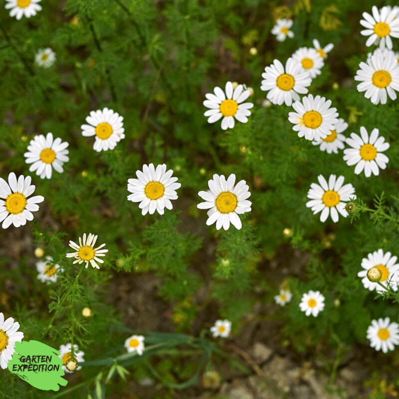 Acker-Hundskamille (Anthemis arvensis)
