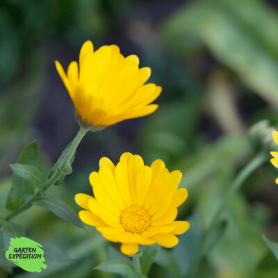 Acker-Ringelblume (Calendula arvensis)