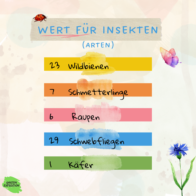 Acker-Hahnenfuß (Ranunculus arvensis)