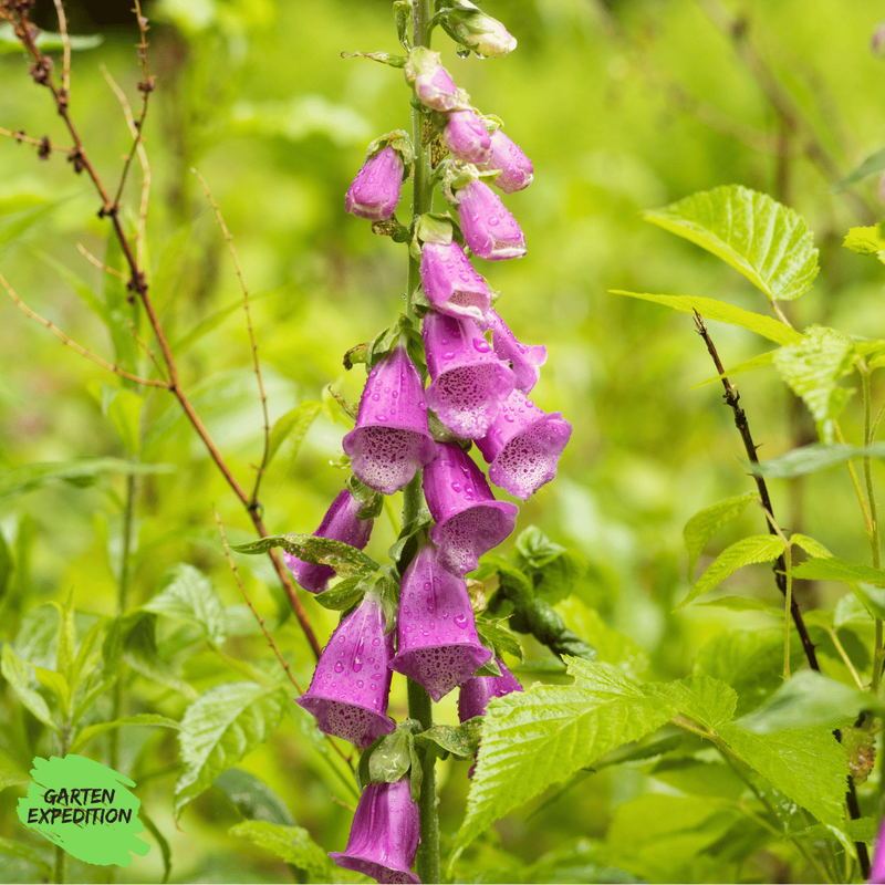 Roter Fingerhut (Digitalis purpurea) - Farbmix
