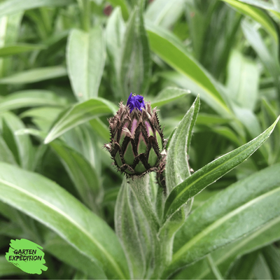 Berg-Flockenblume (Centaurea montana)
