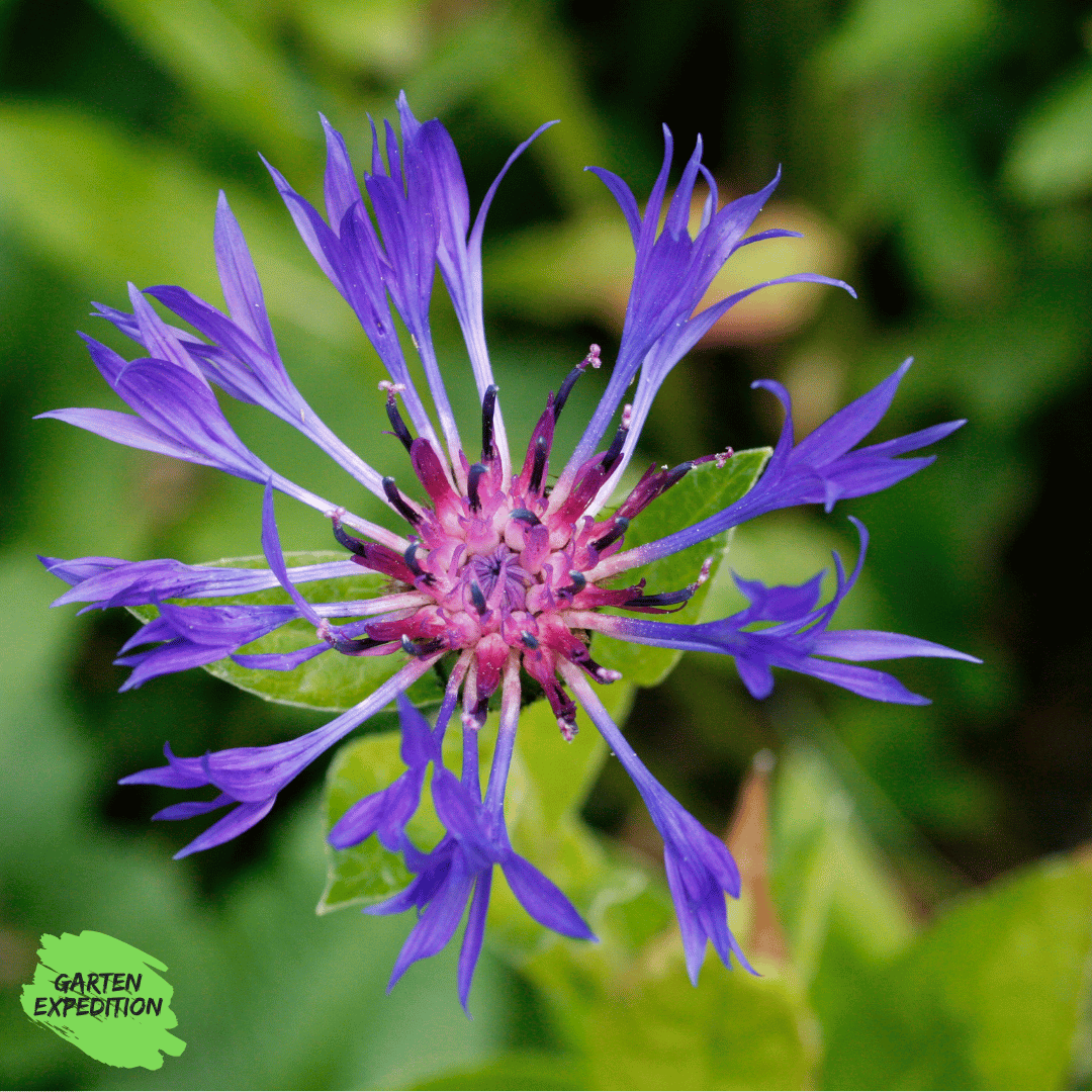 Berg-Flockenblume (Centaurea montana)