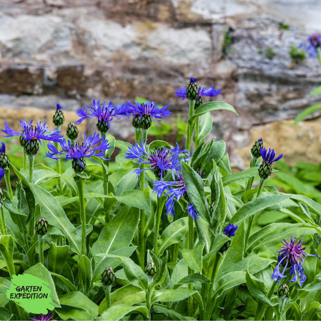 Berg-Flockenblume (Centaurea montana)