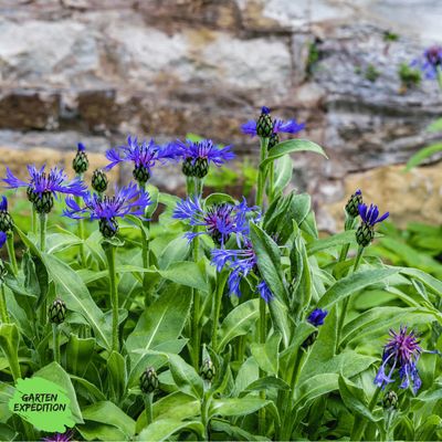 Berg-Flockenblume (Centaurea montana)