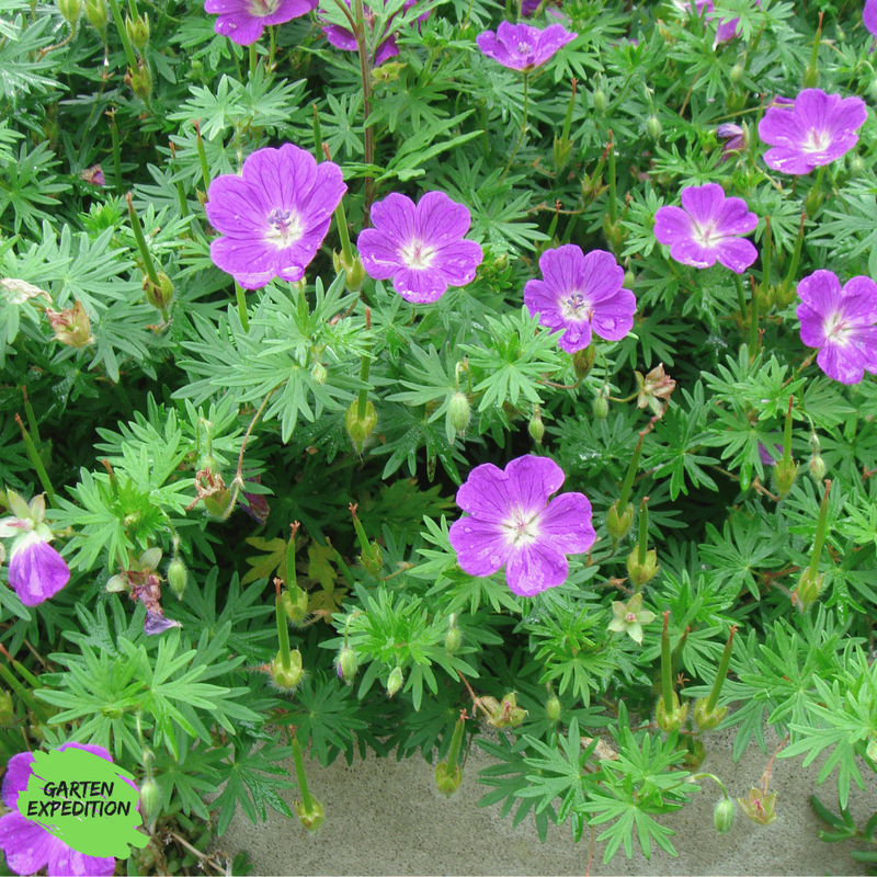 Blutroter Storchschnabel (Geranium sanguineum)