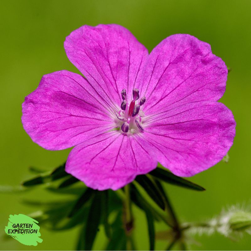 Blutroter Storchschnabel (Geranium sanguineum)