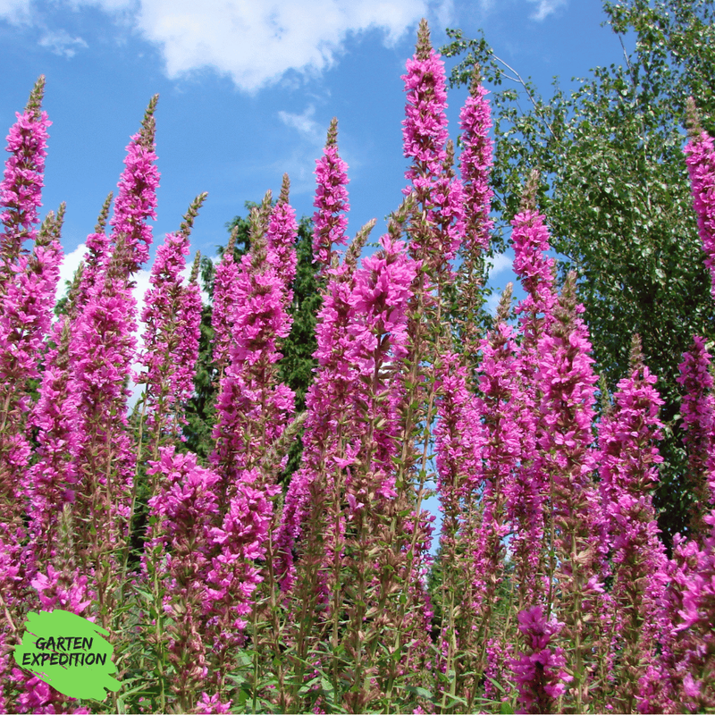 Blutweiderich (Lythrum salicaria)