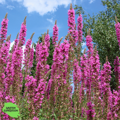 Blutweiderich (Lythrum salicaria)