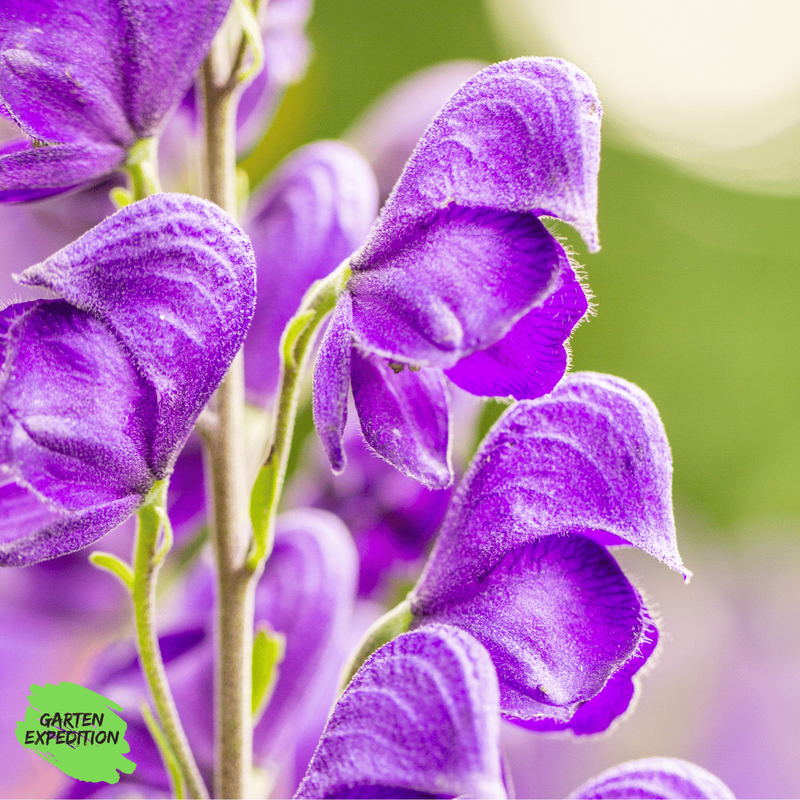 Blauer Eisenhut (Aconitum napellus)