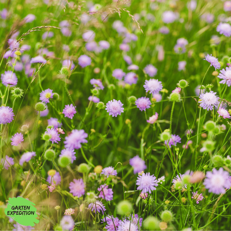 Acker-Witwenblume (Knautia arvensis)