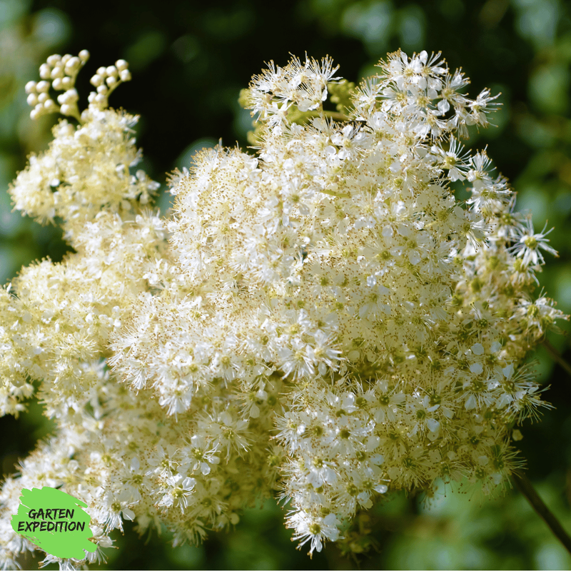 Echtes Mädesüß (Filipendula ulmaria)