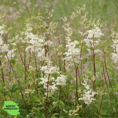 Echtes Mädesüß (Filipendula ulmaria) Echtes Mädesüß (Filipendula ulmaria)