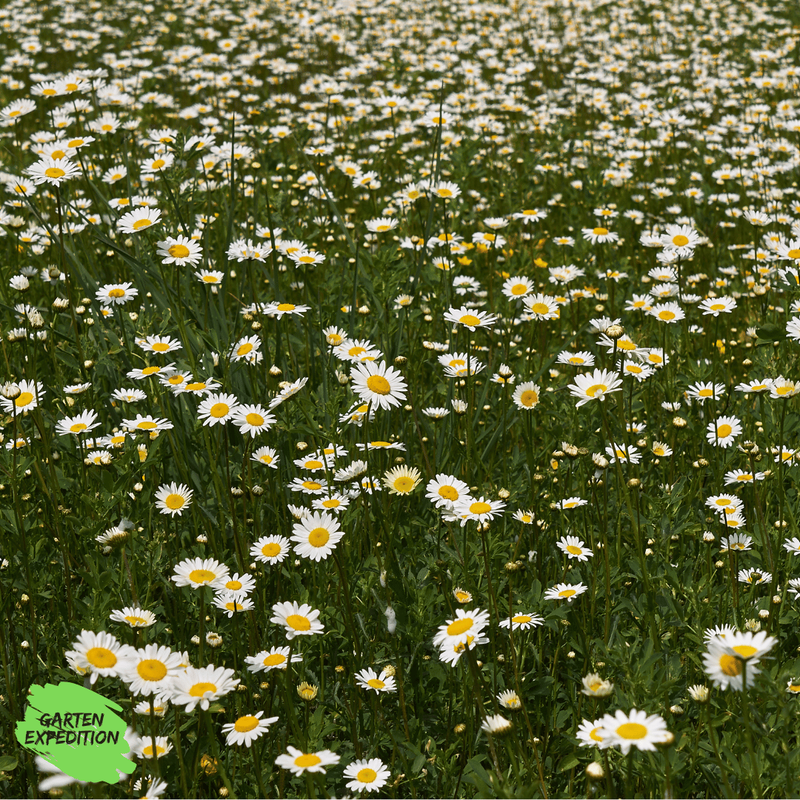 Wiesen-Margerite (Leucanthemum vulgare)
