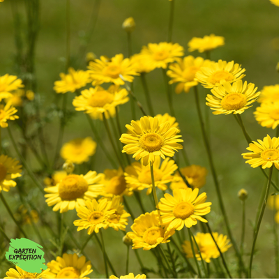 Färberkamille  (Anthemis tinctoria)