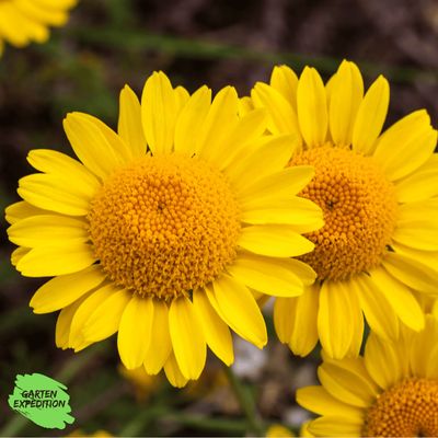 Färberkamille  (Anthemis tinctoria)