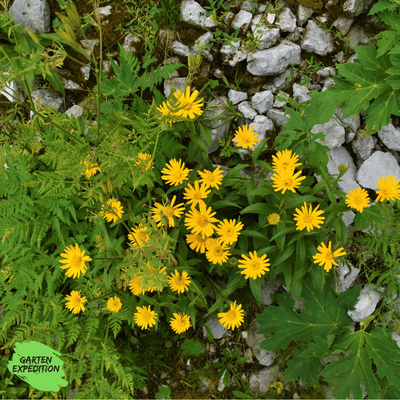 Ochsenauge (Buphthalmum salicifolium)