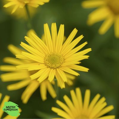 Ochsenauge (Buphthalmum salicifolium)