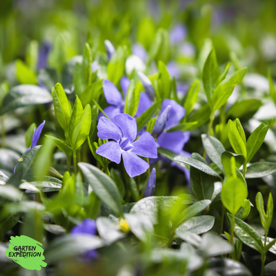Kleines Immergrün (Vinca minor)(lila &blau)
