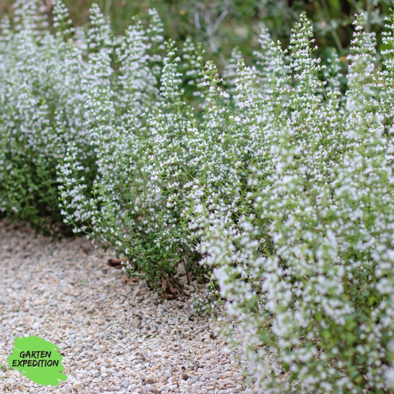 Kleinblütige Bergminze (Calamintha nepeta) - Sorte: Triumphator