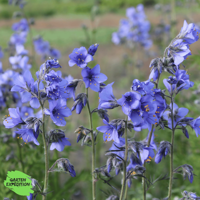 Blaue Himmelsleiter (Polemonium caeruleum)