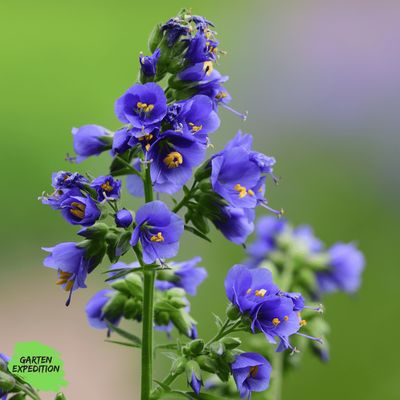 Blaue Himmelsleiter (Polemonium caeruleum) Blaue Himmelsleiter (Polemonium caeruleum)