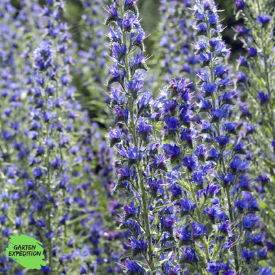 Gewöhnlicher Natternkopf (Echium vulgare)