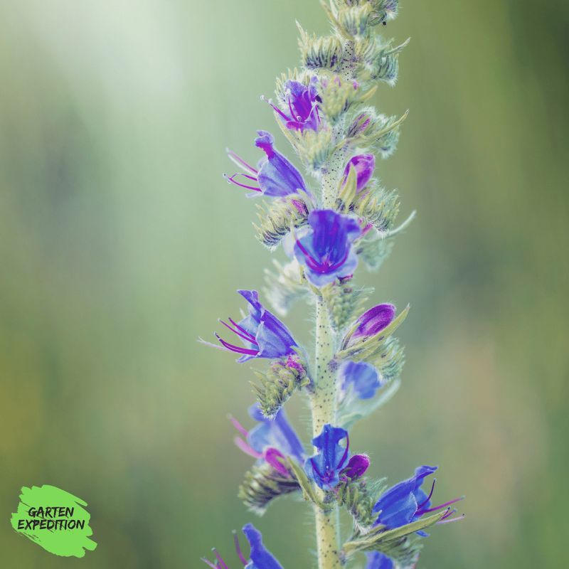 Gewöhnlicher Natternkopf (Echium vulgare)