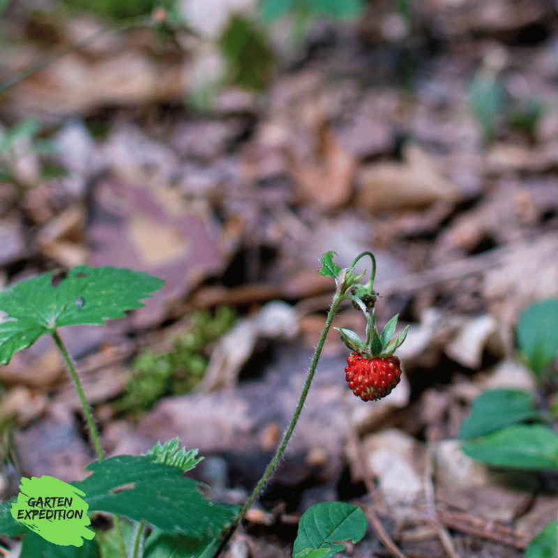 Moschus-Erdbeere - Sorte: Profumata di Tortona (Fragaria moschata)