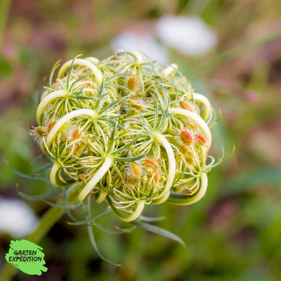 Wilde Möhre (Daucus carota)